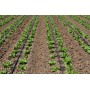 Juosta Aqua-Traxx 8mil x 20cm (100m)