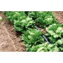 Juosta Aqua-Traxx 8mil x 30cm (250m)