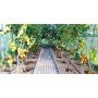 ECO Šiltnamio laistymo rinkinys, iš talpos 40 augalų