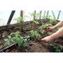 ECO Šiltnamio laistymo rinkinys, iš talpos 40 augalų