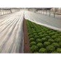 Arricover apsauginis tinklas 2 x 10m