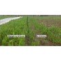 Arricover apsauginis tinklas 2 x 10m